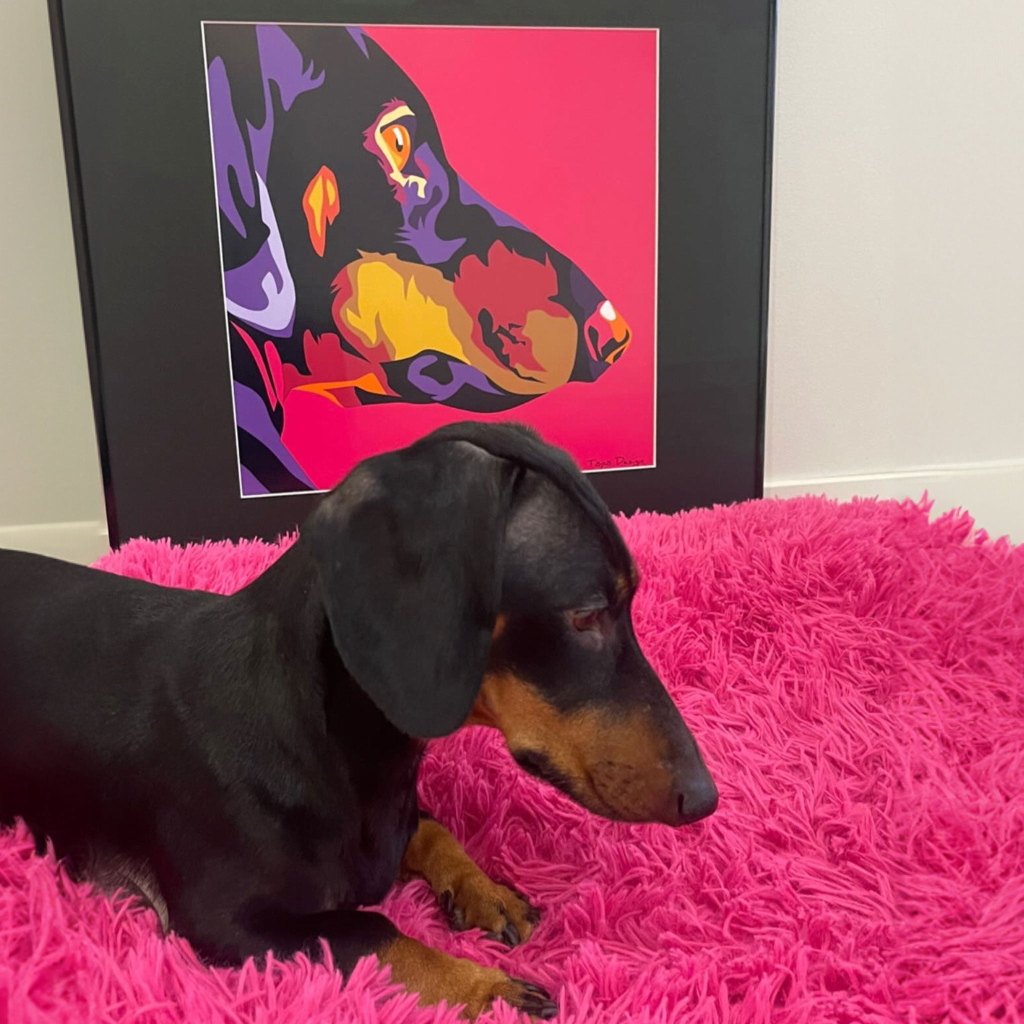 Mäyräkoira juliste pop art