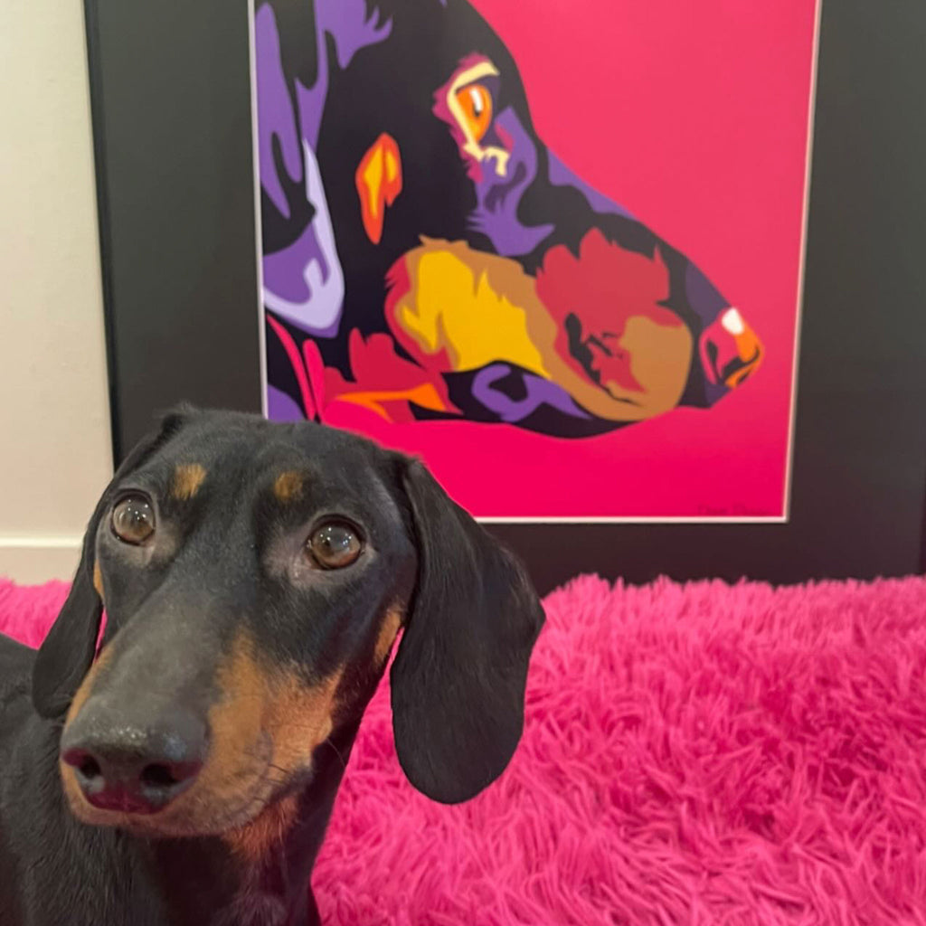 Mäyräkoira sivuprofiili Juliste, Pop Art