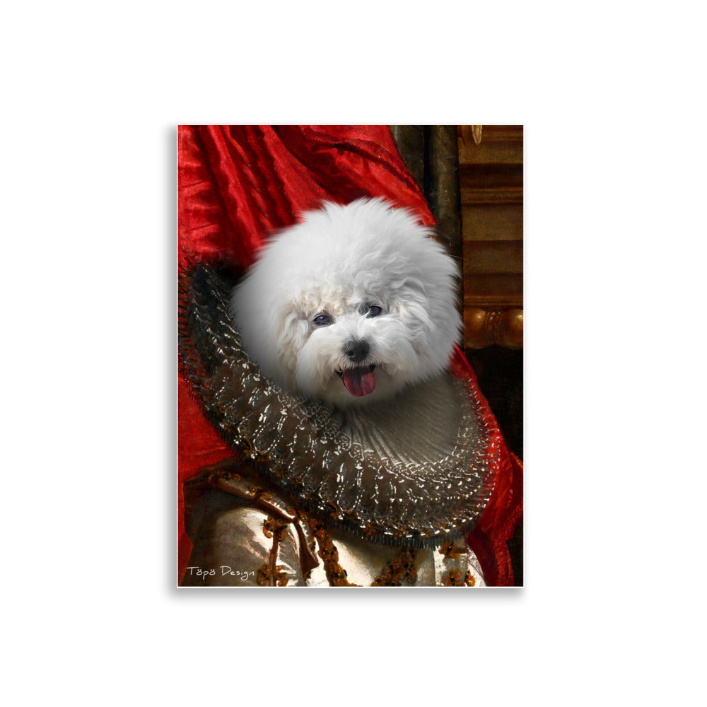 Bichon Frisé koira Juliste, The King