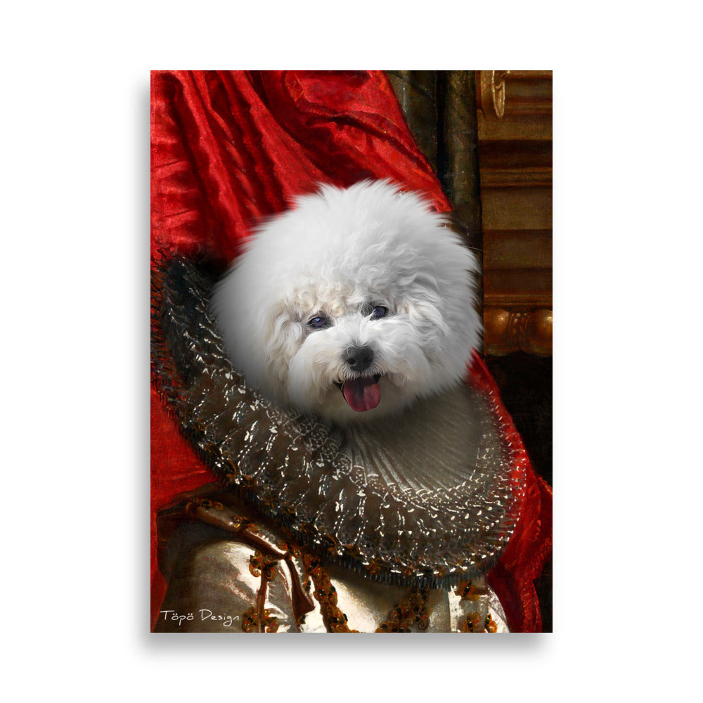 Bichon Frisé koira Juliste, The King