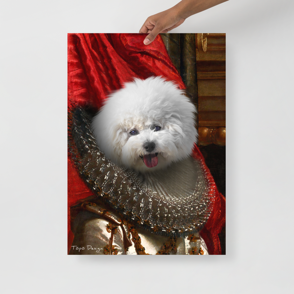 Bichon Frisé koira Juliste, The King